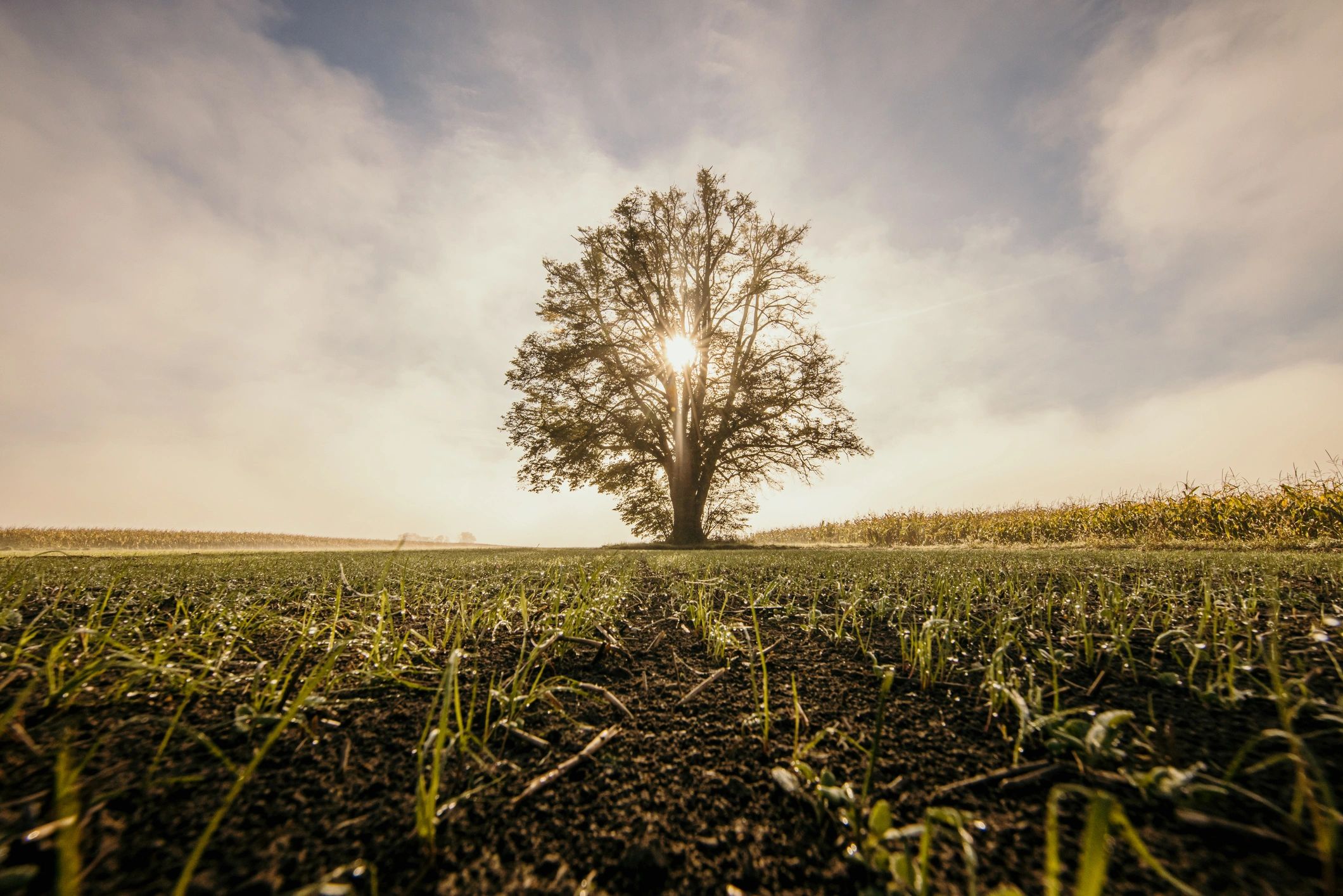 Sunrise over a quiet agricultural field with a lone tree