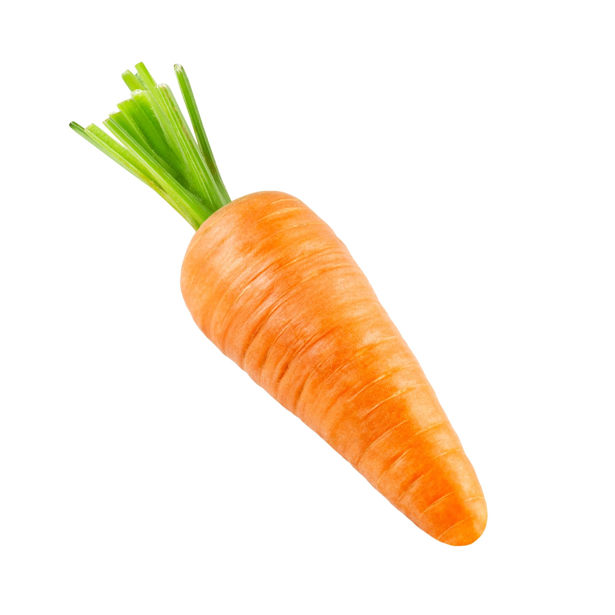 Fresh carrots on a white background