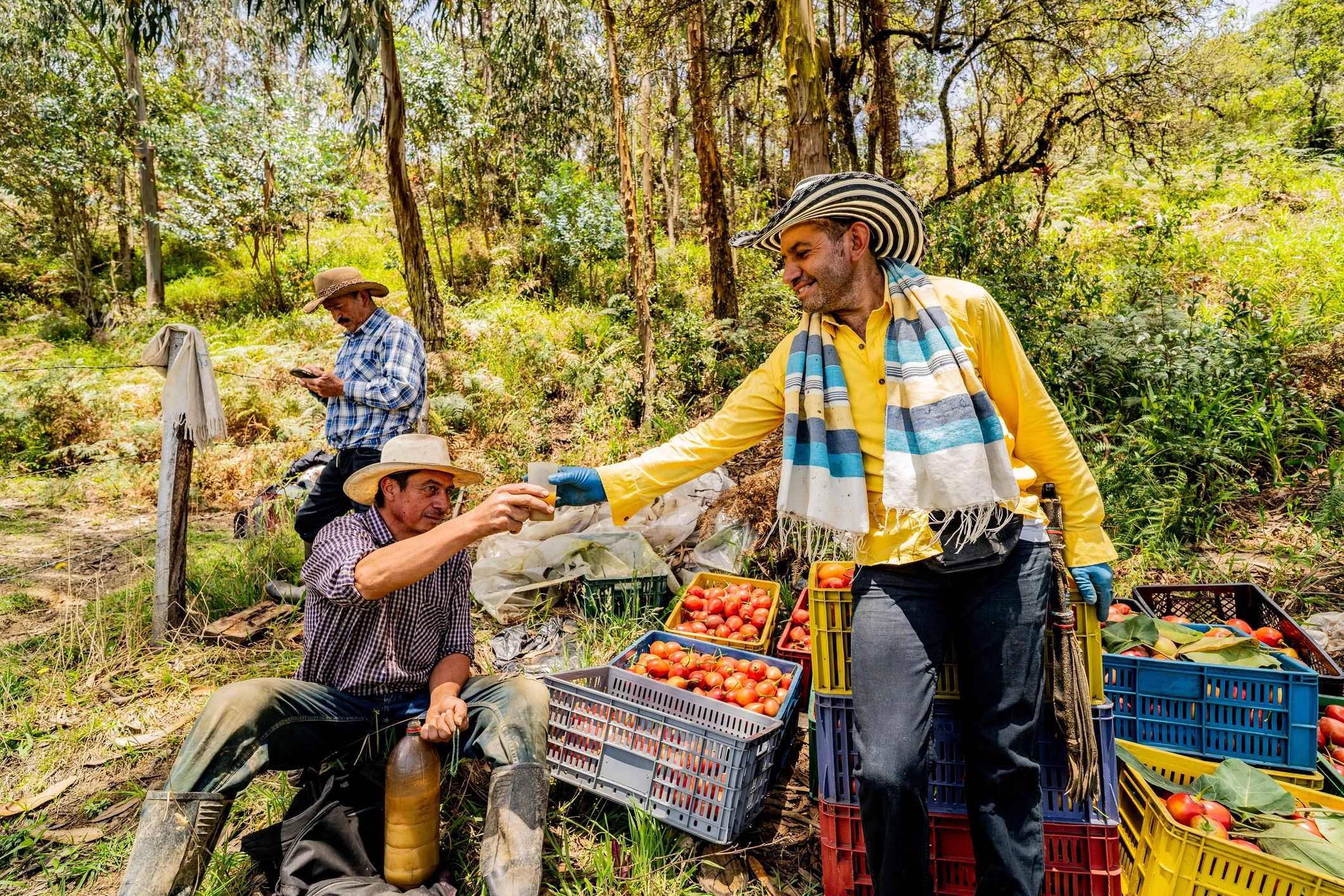 Farmers with crates of freshly harvested tomatoes taking a break