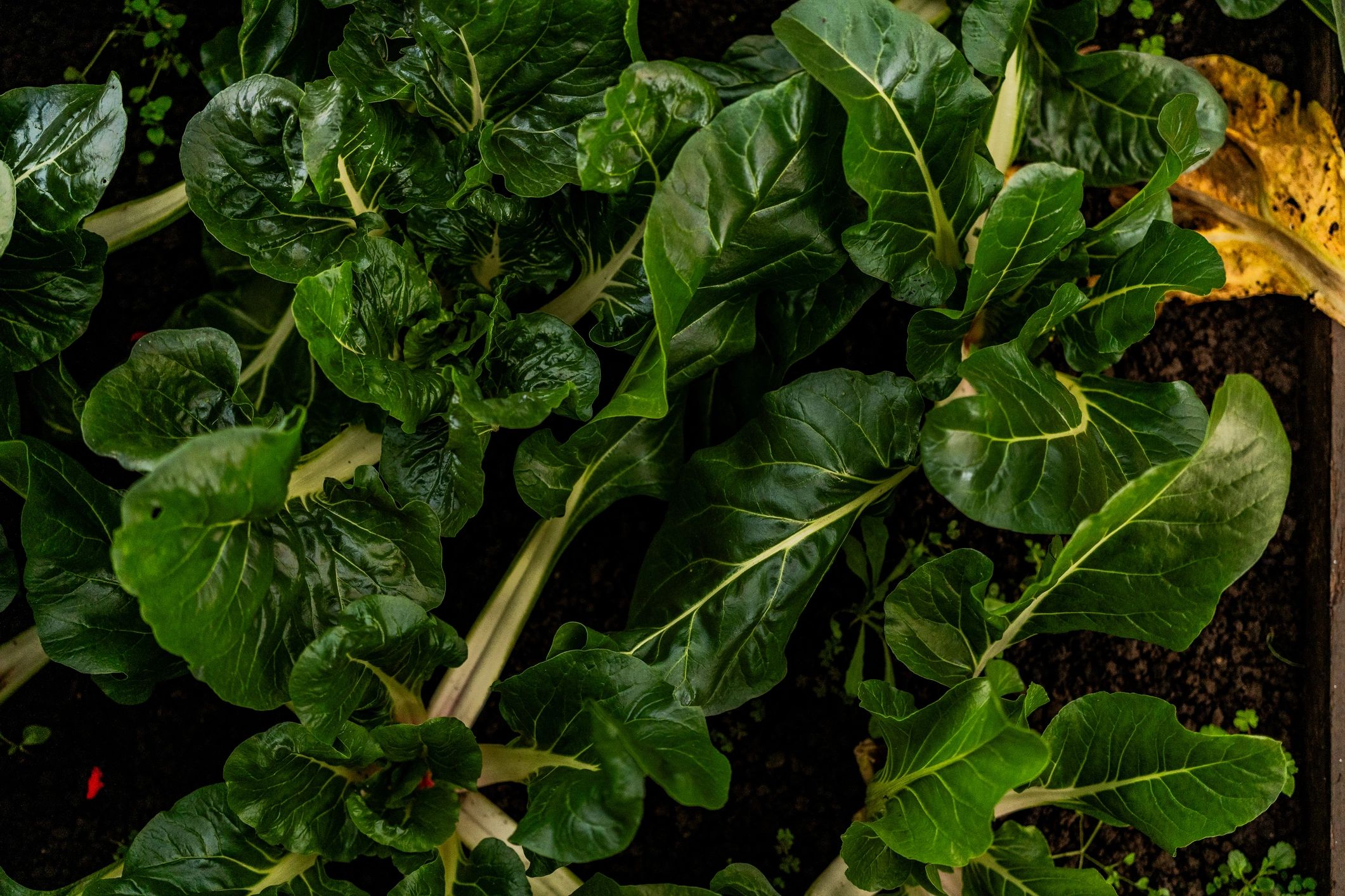 Close-up of fresh chard leaves
