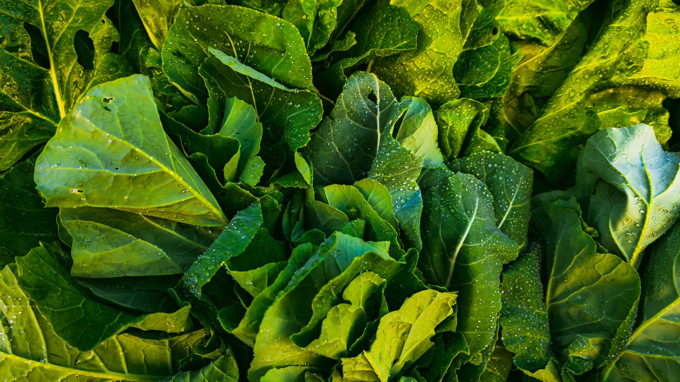 Collard green leaves with water droplets